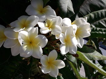 Close-up of white flowering plant