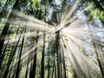 Low angle view of trees in foggy forest in the pacific northwest