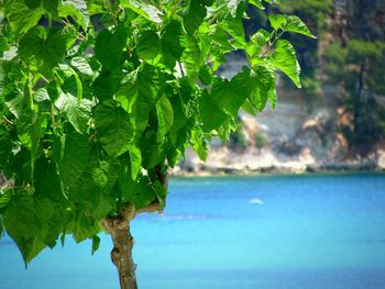 Close-up of fresh green plant in sea