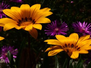 Close-up of purple flowering plants