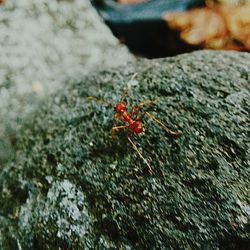 Close-up of insect on rock