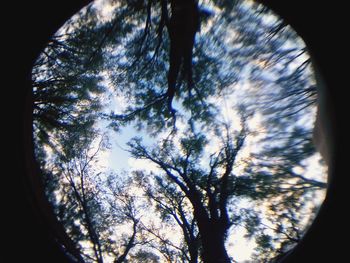 Low angle view of trees against sky