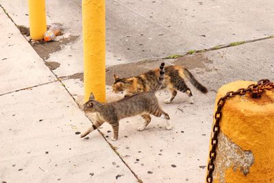 High angle view of cats on floor