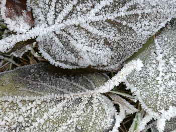 Close-up of frost