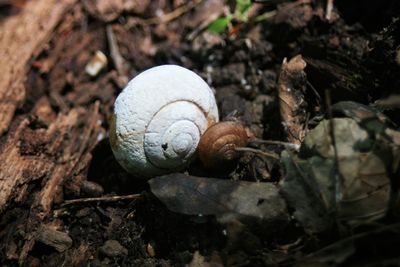 Close-up of snail on stone wall