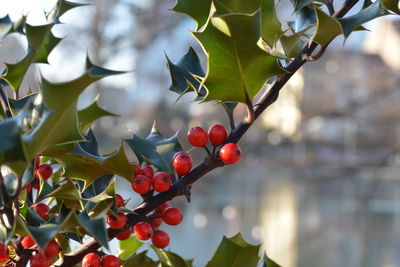 Close-up of berries growing on tree