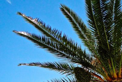 Low angle view of palm trees against sky