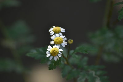 Close-up of white flowering plant