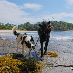 Dogs playing with a stick on beach