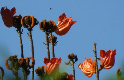 Low angle view of flowers against clear sky