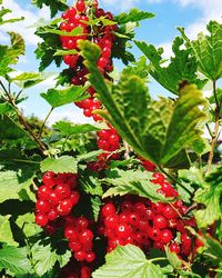 Close-up of red berries growing on tree