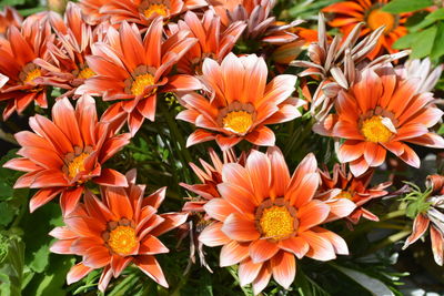 Close-up of orange flowers