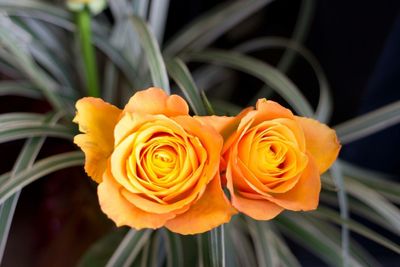 Close-up of yellow rose