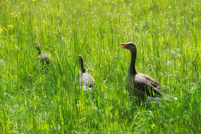 Ducks in a field