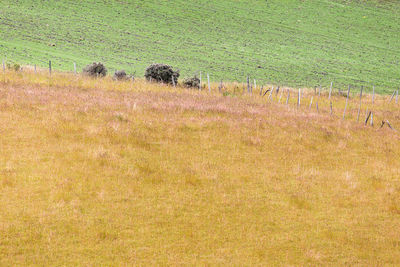 View of sheep on field