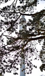 Low angle view of trees against sky