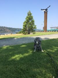Dog standing on field against clear sky
