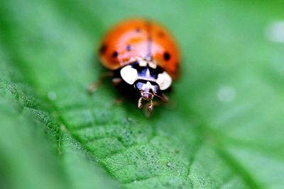 Close-up of ladybug on leaf