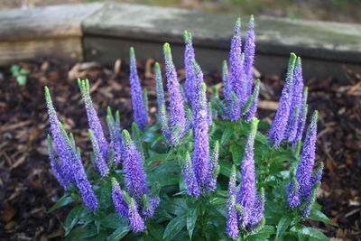 Close-up of purple flowering plants