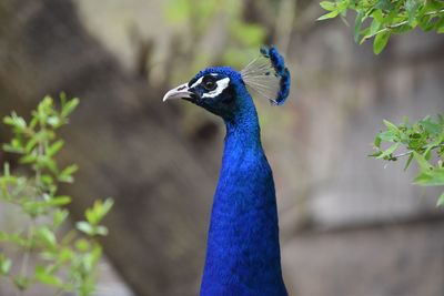 Close-up of a peacock