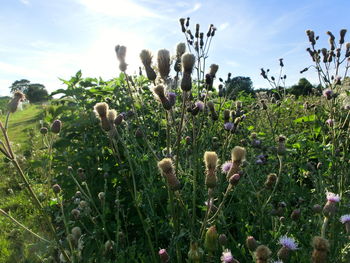 Close-up of plants against sky