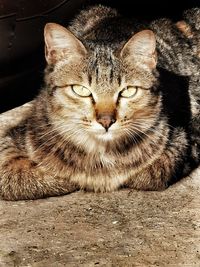 Close-up portrait of tabby cat