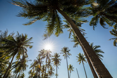 Low angle view of coconut palm trees against clear sky