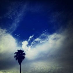 Low angle view of palm trees against sky