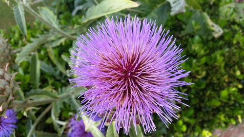 Close-up of thistle blooming outdoors