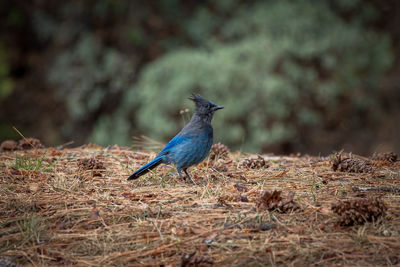 Steller's jay, with its blue feathers, also known as the long-crested jay, mountain jay, pine jay.