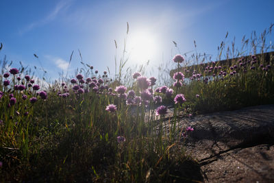 Purple flowers blooming in field