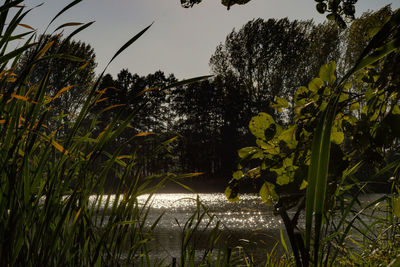 Plants by lake against sky