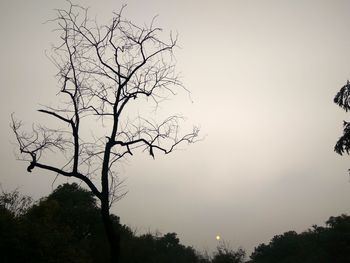 Bare tree against clear sky