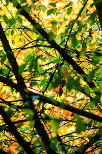 Low angle view of tree