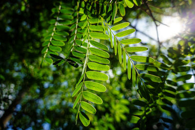 Low angle view of fern leaves on tree in forest