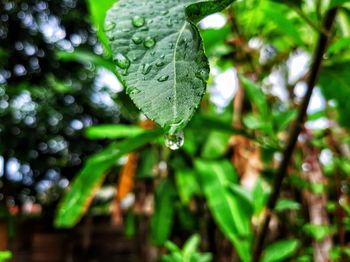 Close-up of raindrops on leaves