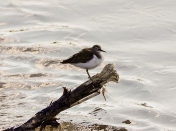 Close-up of bird perching on shore