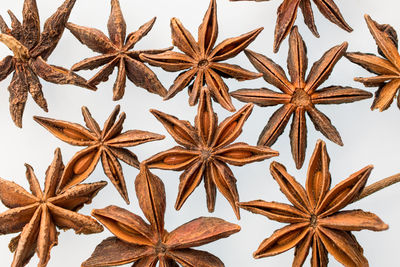 Close-up of leaves against sky