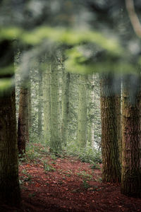 Pine trees in forest