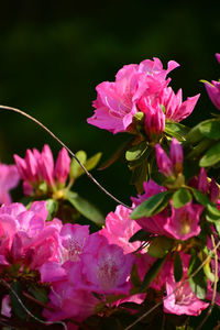 Close-up of pink flowering plants