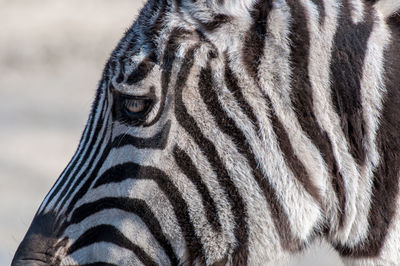 Close-up portrait of zebra