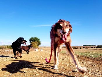 Dog standing in a field