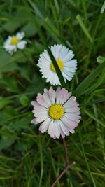 Close-up of white flower blooming outdoors