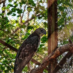 Low angle view of eagle perching on tree