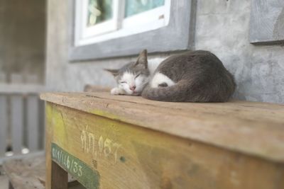 Close-up of cat on retaining wall