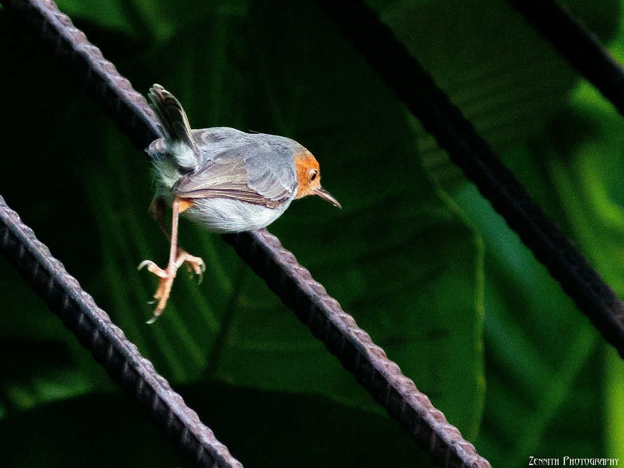 animal themes, one animal, animals in the wild, wildlife, full length, perching, focus on foreground, branch, nature, close-up, green color, selective focus, insect, leaf, outdoors, day, wood - material, zoology, side view, no people