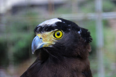 Close-up portrait of a bird