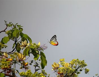 Low angle view of butterfly on plant against sky