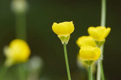 Close-up of yellow flower