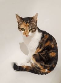 Portrait of cat sitting on floor